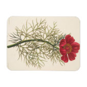 Magnet Flexible Fine Leaved Paeony (Horizontal)