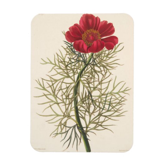 Magnet Flexible Fine Leaved Paeony (Vertical)