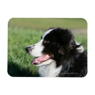 Magnet Flexible Fixation de chiot de border collie