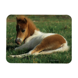 Magnet Flexible Fixation miniature de poulain