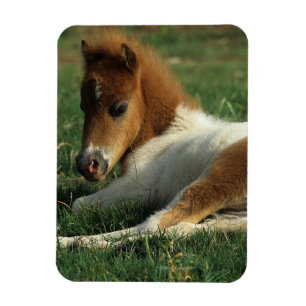 Magnet Flexible Fixation miniature de poulain