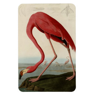 Magnet Flexible Flamant rose américain