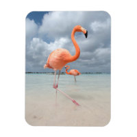 Flamants roses Beach Aruba