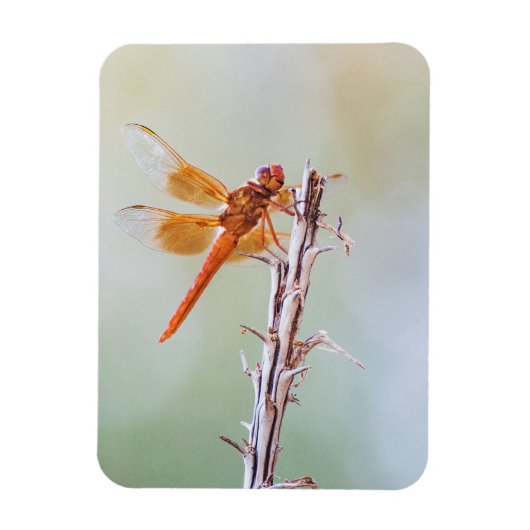 Magnet Flexible Flame Skimmer Dragonfly sur Agave (Vertical)