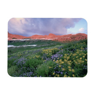 Magnet Flexible Fleabane pourpre (erigeron peregrinus) et Jaune