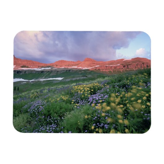 Magnet Flexible Fleabane pourpre (erigeron peregrinus) et Jaune (Horizontal)