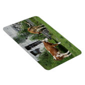 Magnet Flexible Fleckvieh soif (Côté Droit)