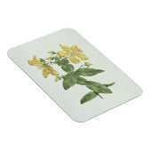 Magnet Flexible Flétan (Hypericum quartinianum) (w/c (Côté Droit)