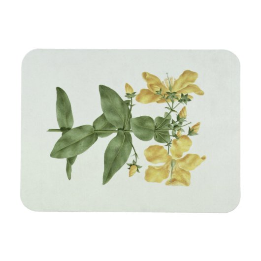 Magnet Flexible Flétan (Hypericum quartinianum) (w/c (Horizontal)