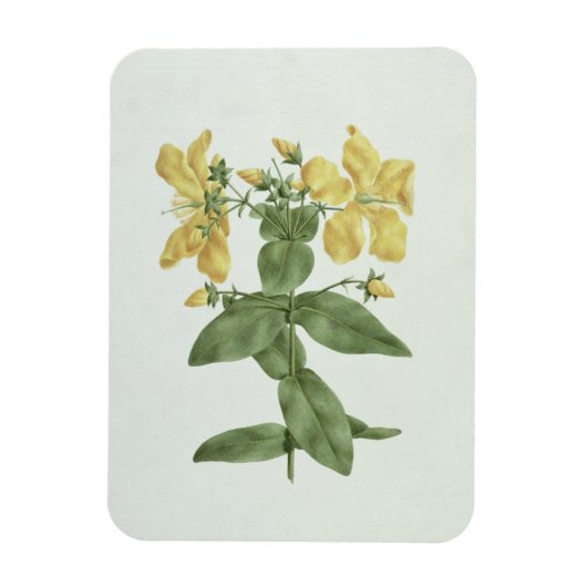 Magnet Flexible Flétan (Hypericum quartinianum) (w/c (Vertical)