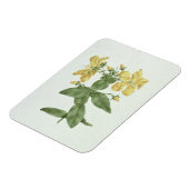 Magnet Flexible Flétan (Hypericum quartinianum) (w/c (Côté Gauche)