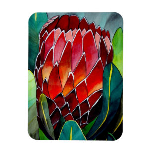 Magnet Flexible Fleur d'aquarelle rouge Protea