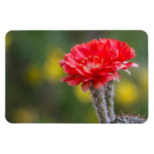 Magnet Flexible Fleur de cactus de la lumière du feu