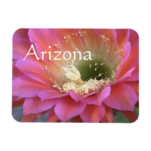 Magnet Flexible Fleur de cactus rose dans le désert (Horizontal)