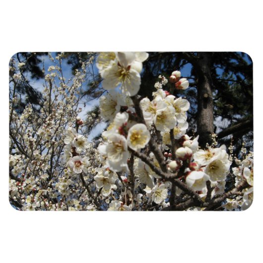 Magnet Flexible Fleur de cerisier blanc / Sakura / ク(桜) (Horizontal)
