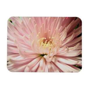 Magnet Flexible fleur de chrysanthème rose clair