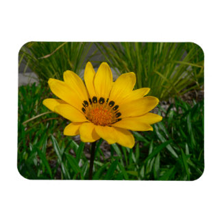 Magnet Flexible Fleur de Gazania jaune