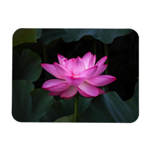 Magnet Flexible Fleur de Lotus