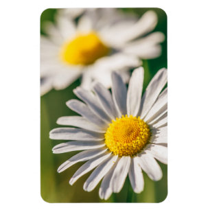 Magnet Flexible Fleur de marguerite de pré