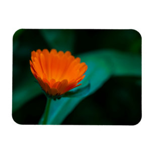 Magnet Flexible Fleur de marguerite orange