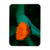 Magnet Flexible Fleur de marguerite orange (Vertical)