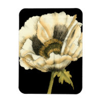 Fleur de pavot à crème sur Arrière - plan noir