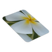 Magnet Flexible Fleur de Plumeria Tropicale Blanche De Fidji (Côté Droit)