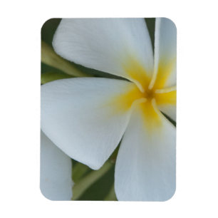 Magnet Flexible Fleur de Plumeria Tropicale Blanche De Fidji