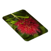 Magnet Flexible Fleur de Pohutukawa, Dunedin (Côté Droit)