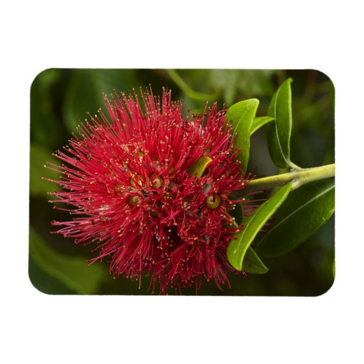 Magnet Flexible Fleur de Pohutukawa, Dunedin (Horizontal)