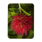 Magnet Flexible Fleur de Pohutukawa, Dunedin (Vertical)