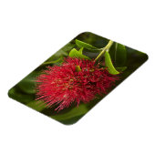 Magnet Flexible Fleur de Pohutukawa, Dunedin (Côté Gauche)