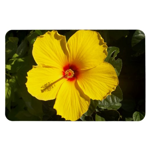Magnet Flexible Fleur d'Hibiscus jaune (Horizontal)