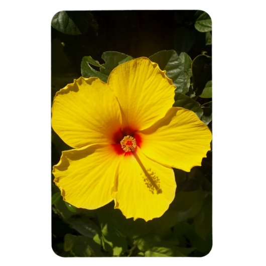 Magnet Flexible Fleur d'Hibiscus jaune (Vertical)