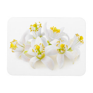Magnet Flexible Fleur d'oranger