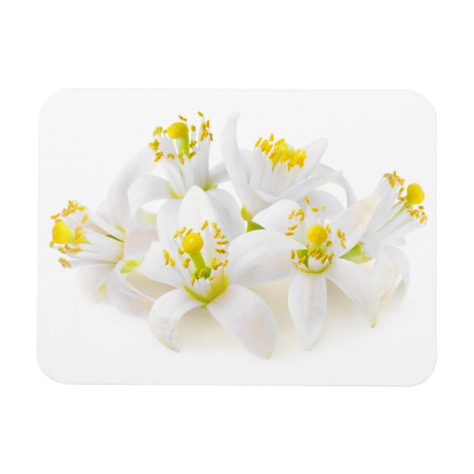 Magnet Flexible Fleur d'oranger (Horizontal)