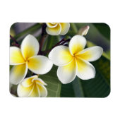 Magnet Flexible Fleur frangipanienne Îles Cook (Horizontal)