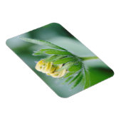 Magnet Flexible Fleur ouverte de l'Echinacea (Côté Droit)