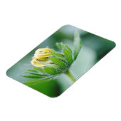 Magnet Flexible Fleur ouverte de l'Echinacea (Côté Gauche)