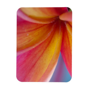 Magnet Flexible Fleur Plumeria Tropicale Rose Profond Jaune Orange