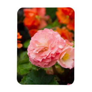 Magnet Flexible Fleur rose délicate après la pluie