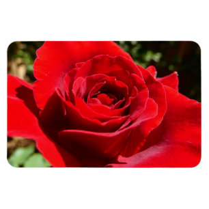 Magnet Flexible Fleur rose rouge vif Belle florale