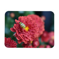 Fleur rouge Nature Photographie du dendroctone ins