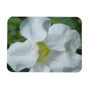 Magnet Flexible Fleur tropicale blanche trouvée à Fidji