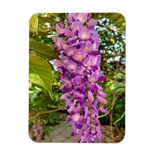Magnet Flexible Fleur Wisteria (Vertical)