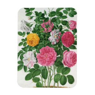Magnet Flexible Fleurs anciennes en fleurs, roses de jardin de pri