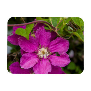 Magnet Flexible Fleurs chez Robinette's Apple Haus & Gift Barn