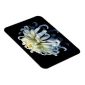 Magnet Flexible Fleurs | Chrysanthème blanc (Côté Droit)