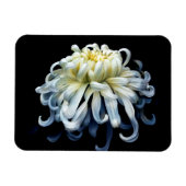 Magnet Flexible Fleurs | Chrysanthème blanc (Horizontal)