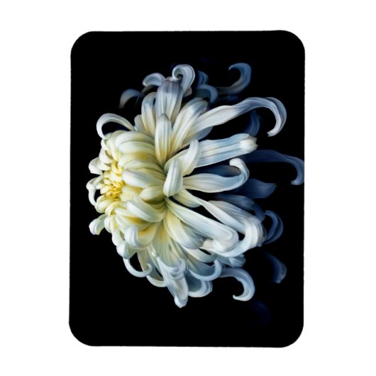 Magnet Flexible Fleurs | Chrysanthème blanc (Vertical)